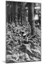 British Infantry in a Wood, First World War, 1914-1918-null-Mounted Giclee Print