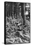 British Infantry in a Wood, First World War, 1914-1918-null-Framed Stretched Canvas