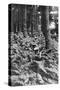 British Infantry in a Wood, First World War, 1914-1918-null-Stretched Canvas