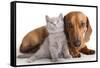 British Kitten  and Dog Dachshund-Lilun-Framed Stretched Canvas