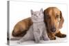 British Kitten  and Dog Dachshund-Lilun-Stretched Canvas