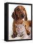 British Kitten  and Dog Dachshund-Lilun-Framed Stretched Canvas