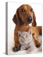 British Kitten  and Dog Dachshund-Lilun-Stretched Canvas