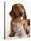 British Kitten  and Dog Dachshund-Lilun-Stretched Canvas