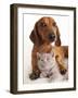 British Kitten  and Dog Dachshund-Lilun-Framed Photographic Print