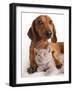 British Kitten  and Dog Dachshund-Lilun-Framed Photographic Print