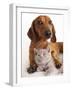 British Kitten  and Dog Dachshund-Lilun-Framed Photographic Print