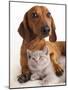 British Kitten  and Dog Dachshund-Lilun-Mounted Photographic Print