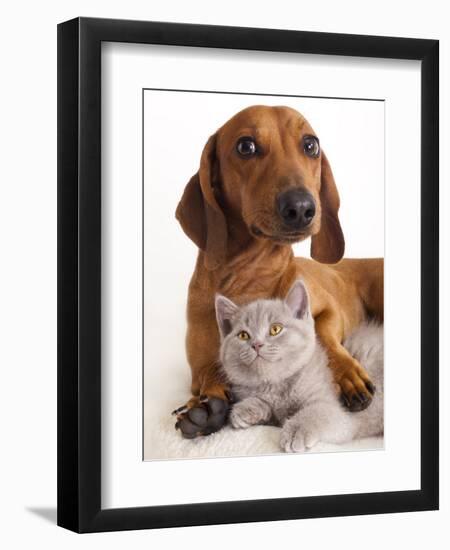 British Kitten  and Dog Dachshund-Lilun-Framed Photographic Print