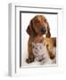 British Kitten  and Dog Dachshund-Lilun-Framed Photographic Print