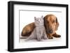 British Kitten  and Dog Dachshund-Lilun-Framed Photographic Print