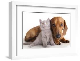 British Kitten  and Dog Dachshund-Lilun-Framed Photographic Print