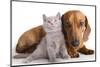 British Kitten  and Dog Dachshund-Lilun-Mounted Photographic Print