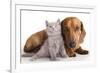 British Kitten  and Dog Dachshund-Lilun-Framed Photographic Print