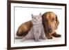 British Kitten  and Dog Dachshund-Lilun-Framed Photographic Print