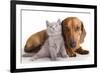 British Kitten  and Dog Dachshund-Lilun-Framed Photographic Print