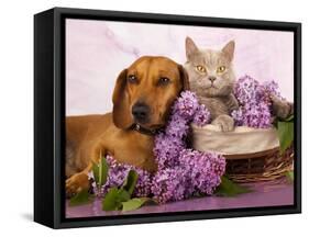 British Kitten Rare Color (Lilac) And Puppy Red Dachshund, Cat And Dog-Lilun-Framed Stretched Canvas