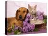 British Kitten Rare Color (Lilac) And Puppy Red Dachshund, Cat And Dog-Lilun-Stretched Canvas