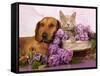 British Kitten Rare Color (Lilac) And Puppy Red Dachshund, Cat And Dog-Lilun-Framed Stretched Canvas