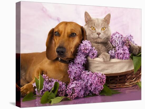 British Kitten Rare Color (Lilac) And Puppy Red Dachshund, Cat And Dog-Lilun-Stretched Canvas