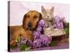 British Kitten Rare Color (Lilac) And Puppy Red Dachshund, Cat And Dog-Lilun-Stretched Canvas