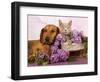 British Kitten Rare Color (Lilac) And Puppy Red Dachshund, Cat And Dog-Lilun-Framed Photographic Print