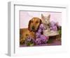 British Kitten Rare Color (Lilac) And Puppy Red Dachshund, Cat And Dog-Lilun-Framed Photographic Print