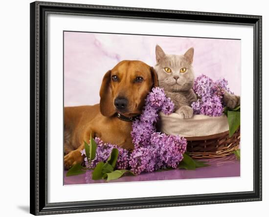 British Kitten Rare Color (Lilac) And Puppy Red Dachshund, Cat And Dog-Lilun-Framed Photographic Print