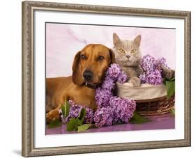 British Kitten Rare Color (Lilac) And Puppy Red Dachshund, Cat And Dog-Lilun-Framed Photographic Print