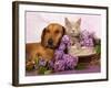 British Kitten Rare Color (Lilac) And Puppy Red Dachshund, Cat And Dog-Lilun-Framed Photographic Print