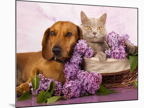 British Kitten Rare Color (Lilac) And Puppy Red Dachshund, Cat And Dog-Lilun-Mounted Photographic Print