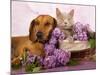 British Kitten Rare Color (Lilac) And Puppy Red Dachshund, Cat And Dog-Lilun-Mounted Photographic Print