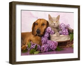British Kitten Rare Color (Lilac) And Puppy Red Dachshund, Cat And Dog-Lilun-Framed Photographic Print
