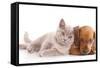 British Kitten Rare Color (Lilac) and Puppy Red Dachshund-Lilun-Framed Stretched Canvas