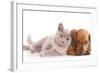 British Kitten Rare Color (Lilac) and Puppy Red Dachshund-Lilun-Framed Photographic Print