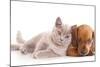 British Kitten Rare Color (Lilac) and Puppy Red Dachshund-Lilun-Mounted Photographic Print