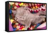 British Kitten Rare Color (Lilac) Sleeping-Lilun-Framed Stretched Canvas