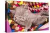 British Kitten Rare Color (Lilac) Sleeping-Lilun-Stretched Canvas