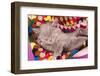 British Kitten Rare Color (Lilac) Sleeping-Lilun-Framed Photographic Print