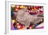 British Kitten Rare Color (Lilac) Sleeping-Lilun-Framed Photographic Print