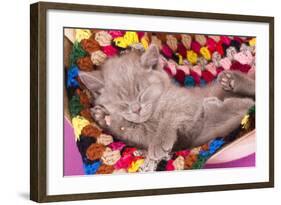 British Kitten Rare Color (Lilac) Sleeping-Lilun-Framed Photographic Print