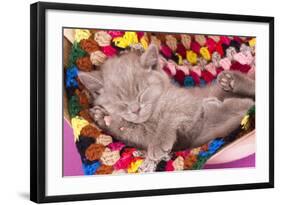 British Kitten Rare Color (Lilac) Sleeping-Lilun-Framed Photographic Print