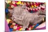 British Kitten Rare Color (Lilac) Sleeping-Lilun-Mounted Photographic Print