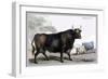 British Kyloe-John Stewart-Framed Art Print