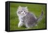 British Longhair 8 Week Old Kitten Outside-null-Framed Stretched Canvas