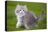 British Longhair 8 Week Old Kitten Outside-null-Stretched Canvas