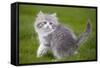 British Longhair 8 Week Old Kitten Outside-null-Framed Stretched Canvas