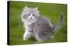 British Longhair 8 Week Old Kitten Outside-null-Stretched Canvas