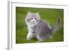 British Longhair 8 Week Old Kitten Outside-null-Framed Photographic Print