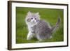 British Longhair 8 Week Old Kitten Outside-null-Framed Photographic Print